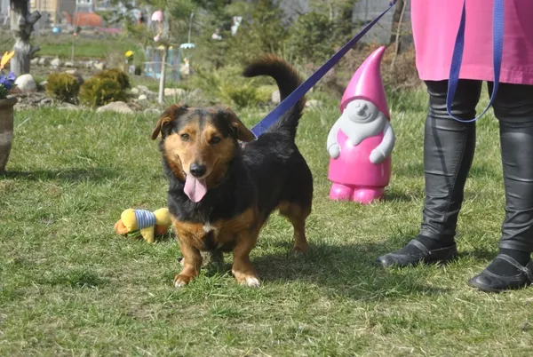 Pies do adopcji, Piła, 8 lutego 2017 (5/5)