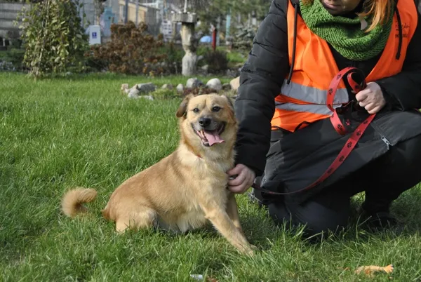 Pies do adopcji, Piła, 17 marca 2019 (2/4)