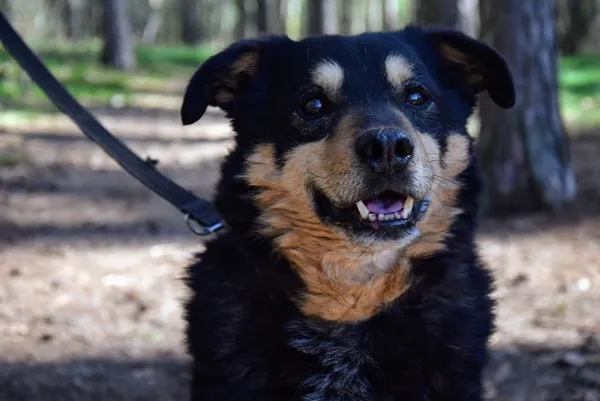 Pies do adopcji, Piła, 18 marca 2014 (1/5)