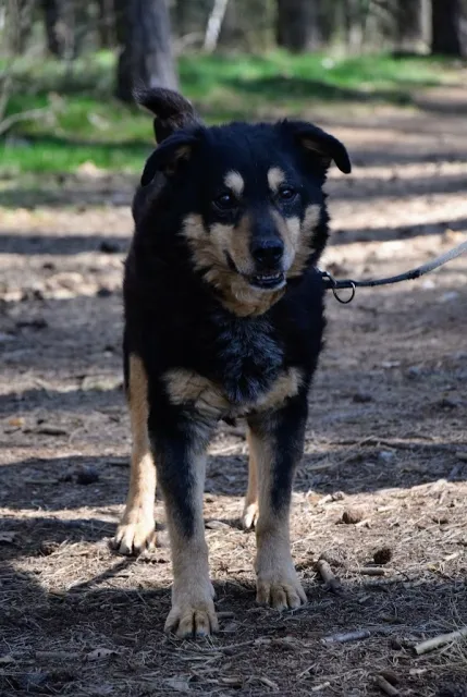 Pies do adopcji, Piła, 18 marca 2014 (4/5)