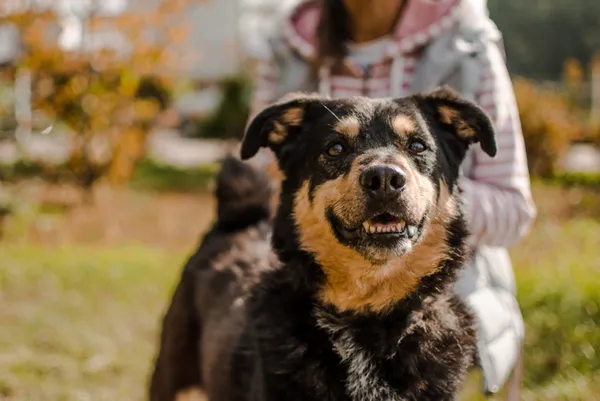 Pies do adopcji, Piła, 18 marca 2014 (5/5)