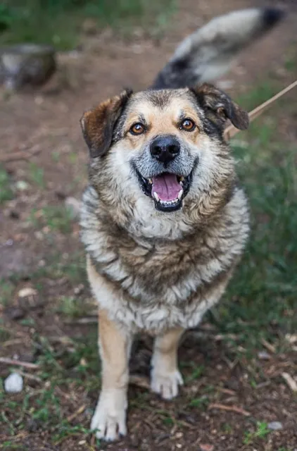 Pies do adopcji, Piła, 22 lipca 2015 (2/5)