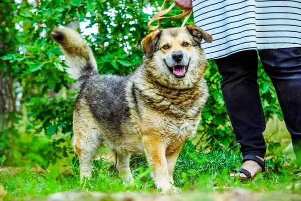 Pies do adopcji, Piła, 22 lipca 2015 (3/5)