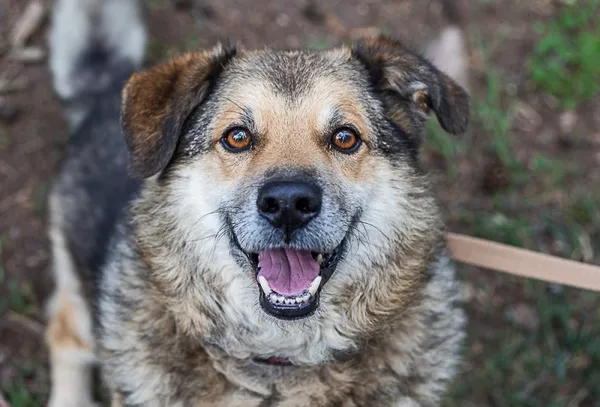 Pies do adopcji, Piła, 22 lipca 2015 (4/5)