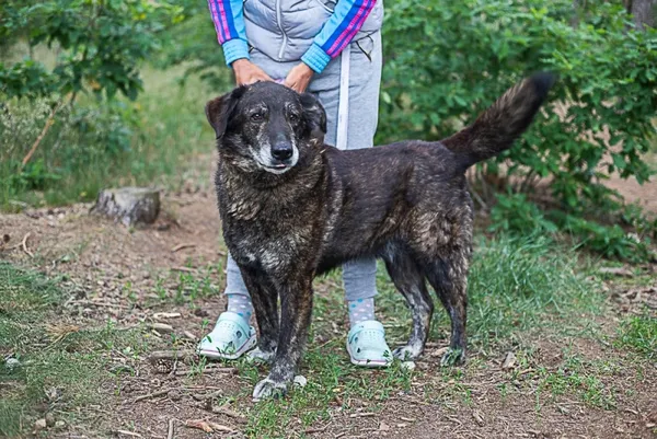 Pies do adopcji, Piła, 21 lutego 2019 (1/4)