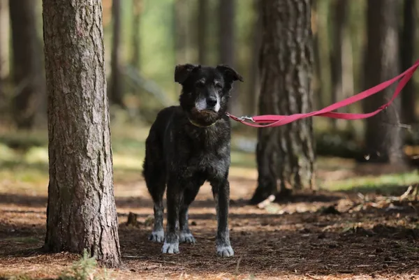 Pies do adopcji, Piła, 21 lutego 2019 (3/5)