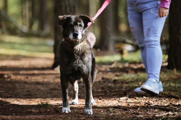 Pies do adopcji, Piła, 21 lutego 2019 (4/5)