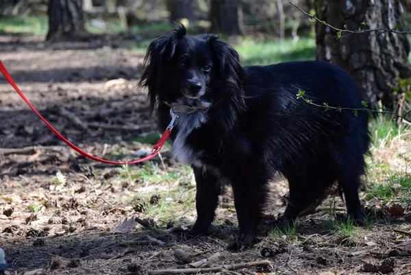 Pies do adopcji, Piła, 12 sierpnia 2020 (3/5)