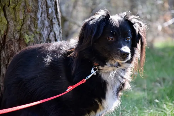 Pies do adopcji, Piła, 12 sierpnia 2020 (4/5)