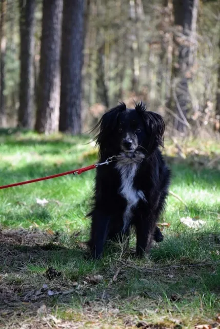 Pies do adopcji, Piła, 12 sierpnia 2020 (5/5)