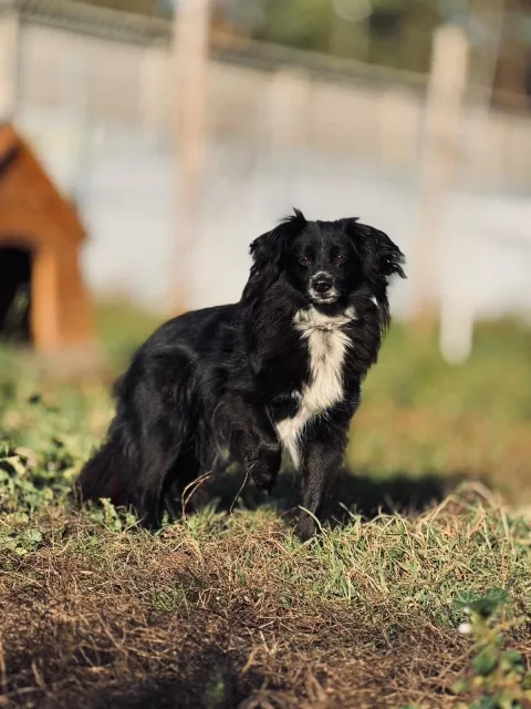 Pies do adopcji, Piła, 12 sierpnia 2020 (1/5)