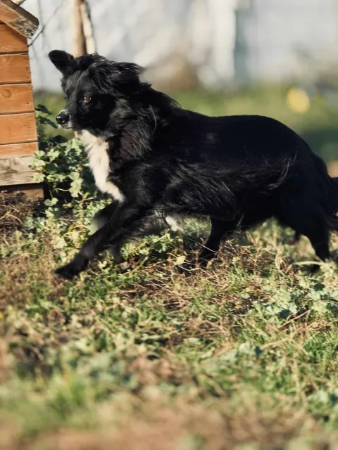 Pies do adopcji, Piła, 12 sierpnia 2020 (2/5)