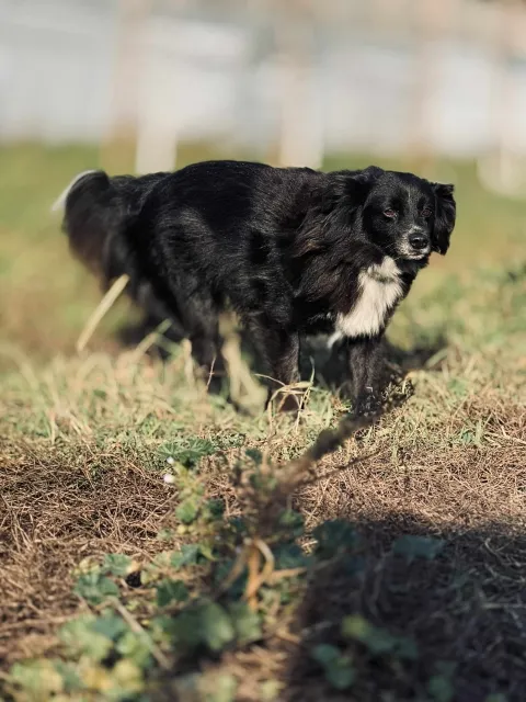 Pies do adopcji, Piła, 12 sierpnia 2020 (3/5)