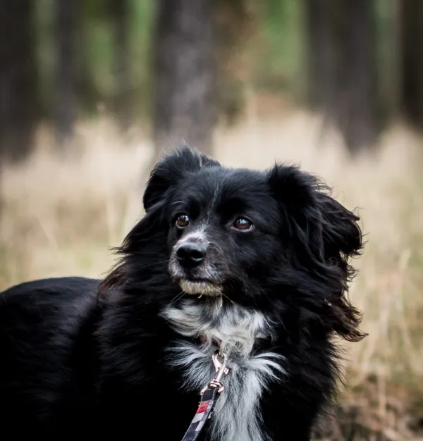 Pies do adopcji, Piła, 12 sierpnia 2020 (4/5)