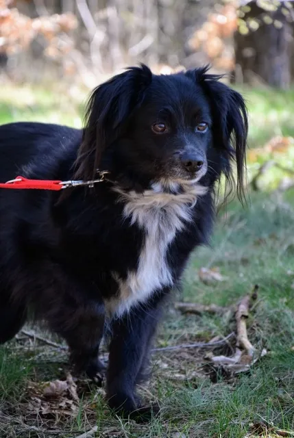 Pies do adopcji, Piła, 12 sierpnia 2020 (5/5)