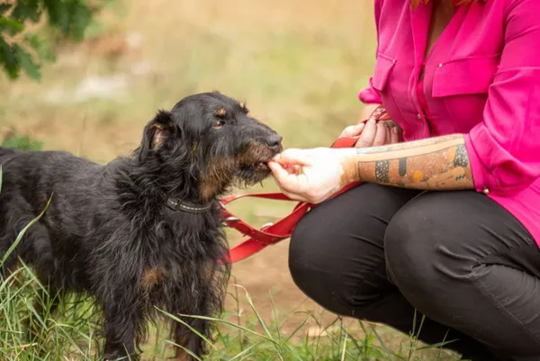 Pies do adopcji, Piła, 26 listopada 2018 (2/4)