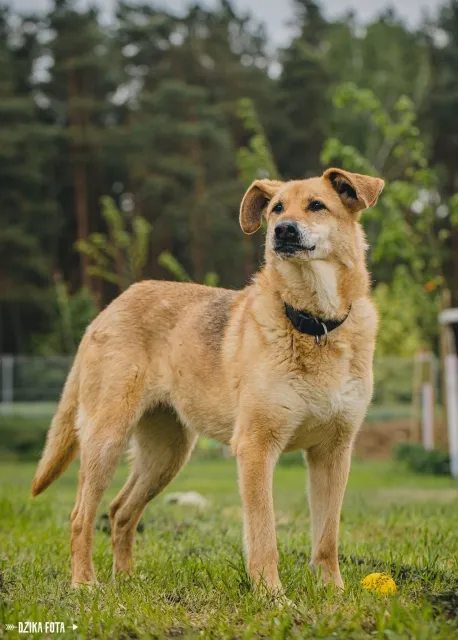 Pies do adopcji, Piła, 14 sierpnia 2014 (5/5)