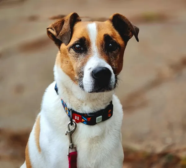 Pies do adopcji, Piła, 13 stycznia 2021 (4/5)