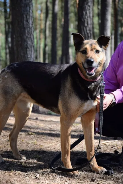 Pies do adopcji, Piła, 1 listopada 2018 (1/5)