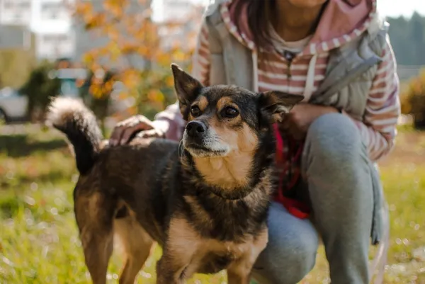 Pies do adopcji, Piła, 7 października 2014 (4/5)