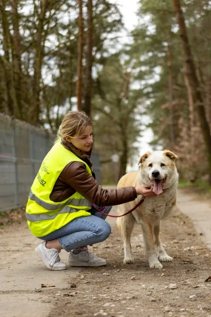 Pies do adopcji, Piła, 23 stycznia 2021 (2/5)