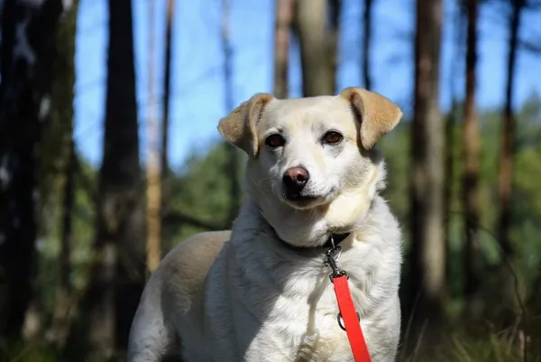 Pies do adopcji, Piła, 19 lutego 2019 (1/5)