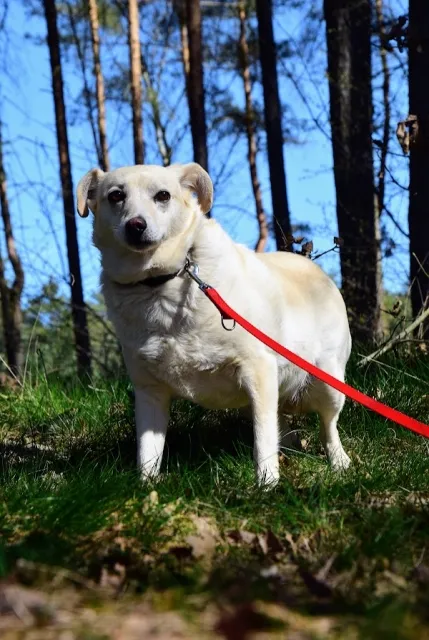 Pies do adopcji, Piła, 19 lutego 2019 (3/5)