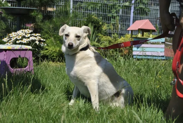 Pies do adopcji, Piła, 19 lutego 2019 (4/5)