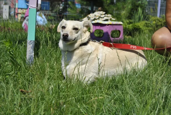 Pies do adopcji, Piła, 19 lutego 2019 (5/5)