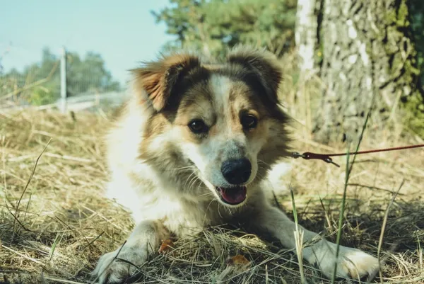 Pies do adopcji, Piła, 14 października 2017 (1/5)