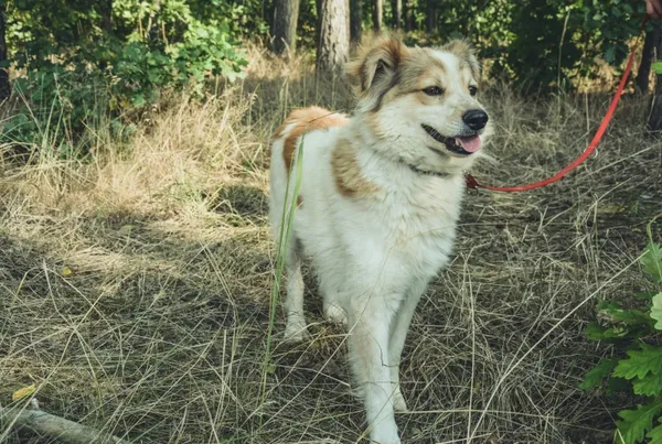 Pies do adopcji, Piła, 14 października 2017 (3/5)