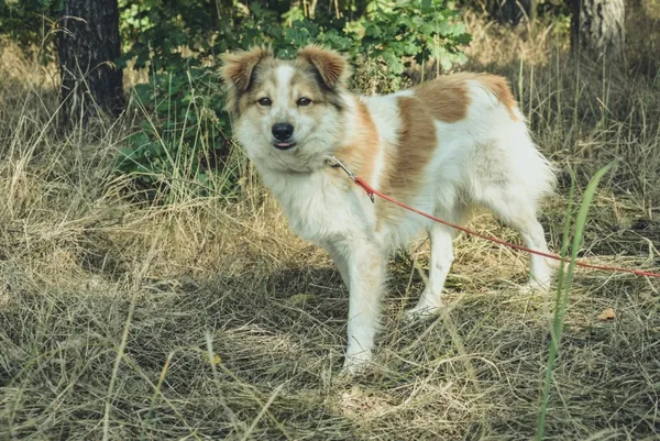 Pies do adopcji, Piła, 14 października 2017 (4/5)