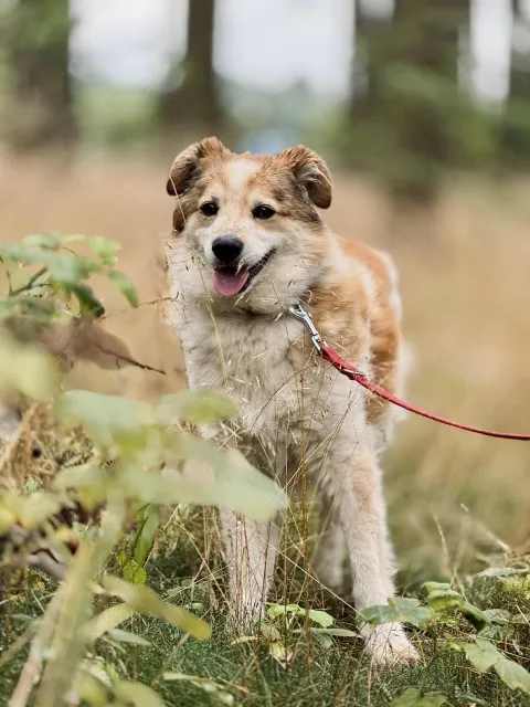 Pies do adopcji, Piła, 14 października 2017 (2/5)