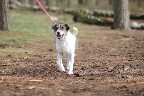 Pies do adopcji, Piła, 7 listopada 2012 (2/5)