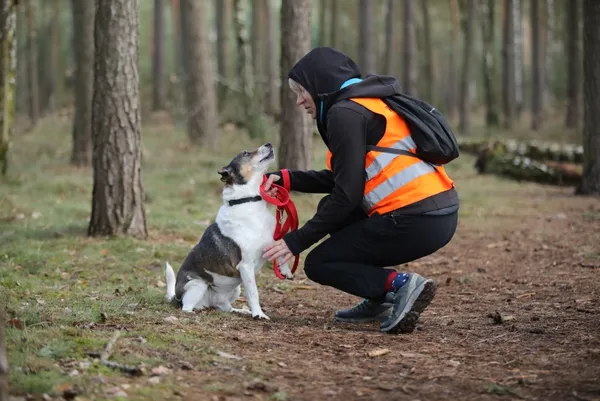 Pies do adopcji, Piła, 7 listopada 2012 (3/5)