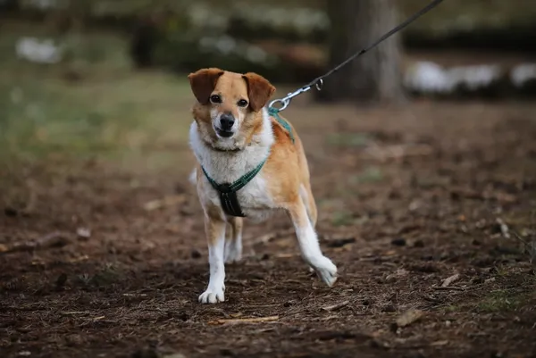 Pies do adopcji, Piła, 12 kwietnia 2021 (1/5)