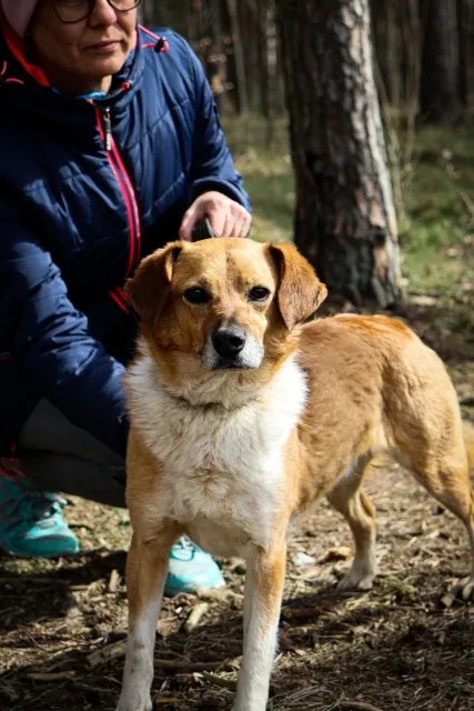 Pies do adopcji, Piła, 12 kwietnia 2021 (2/5)