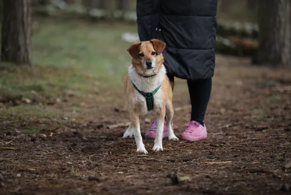 Pies do adopcji, Piła, 12 kwietnia 2021 (3/5)