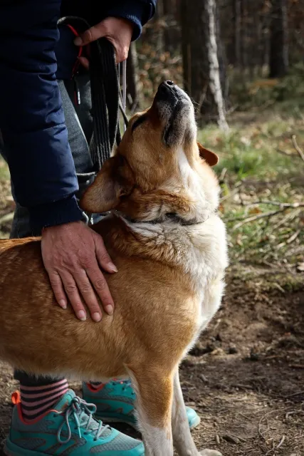 Pies do adopcji, Piła, 12 kwietnia 2021 (4/5)