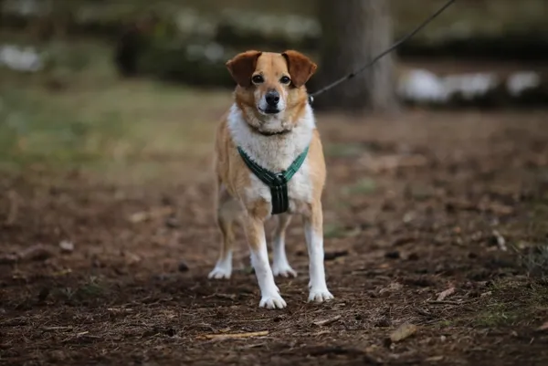 Pies do adopcji, Piła, 12 kwietnia 2021 (5/5)