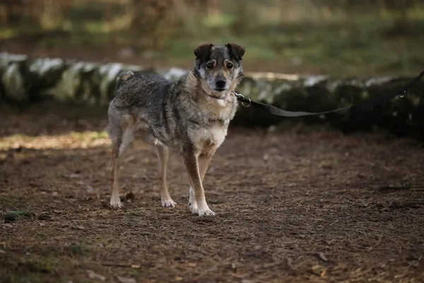 Pies do adopcji, Piła, 13 kwietnia 2019 (1/5)