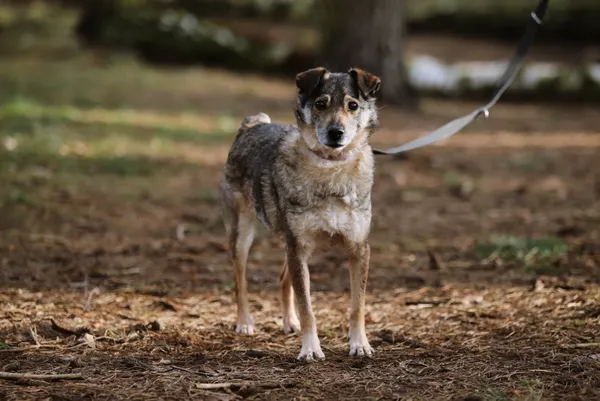 Pies do adopcji, Piła, 13 kwietnia 2019 (2/5)