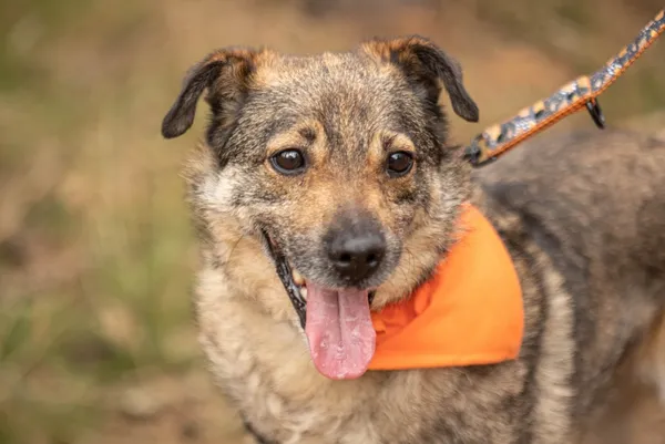 Pies do adopcji, Piła, 13 kwietnia 2019 (5/5)