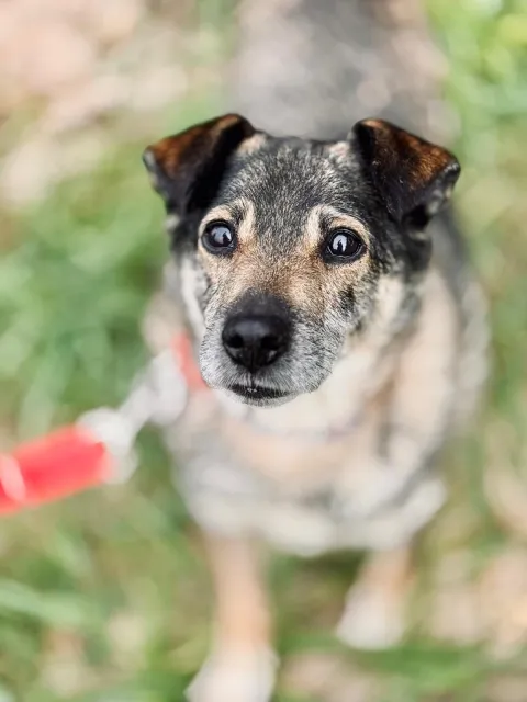 Pies do adopcji, Piła, 13 kwietnia 2019 (1/5)