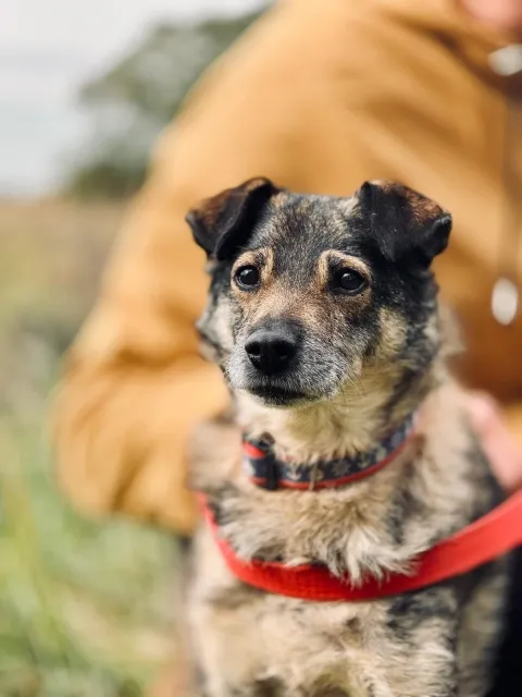 Pies do adopcji, Piła, 13 kwietnia 2019 (2/5)