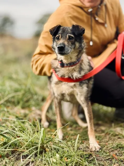 Pies do adopcji, Piła, 13 kwietnia 2019 (3/5)