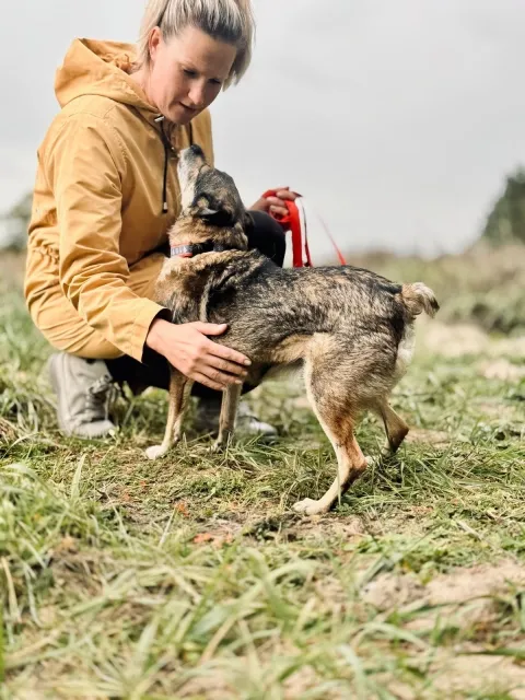 Pies do adopcji, Piła, 13 kwietnia 2019 (4/5)