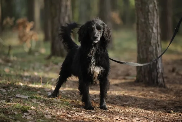 Pies do adopcji, Piła, 29 kwietnia 2021 (1/5)