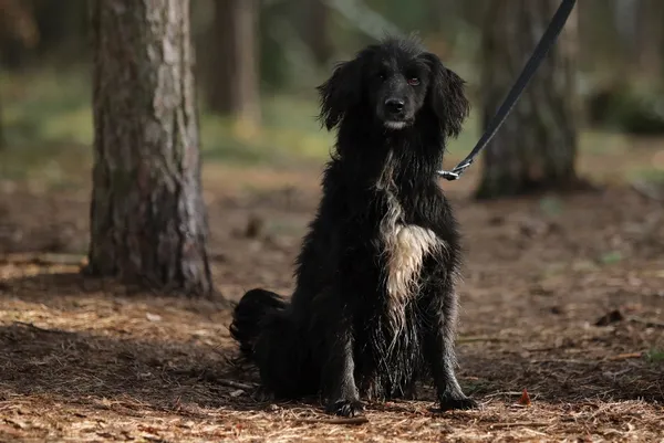 Pies do adopcji, Piła, 29 kwietnia 2021 (3/5)