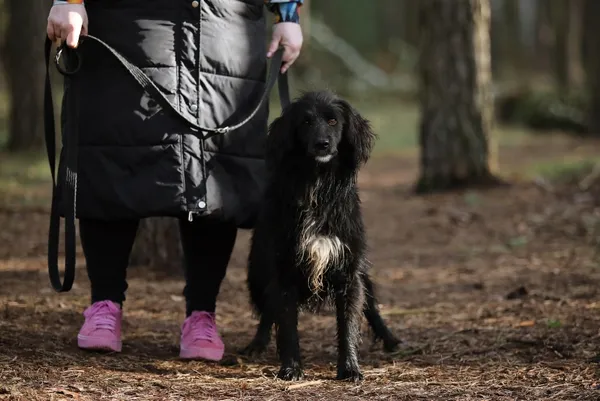 Pies do adopcji, Piła, 29 kwietnia 2021 (4/5)